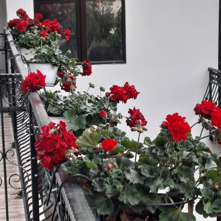 Hotel Casa Dana Olteanu Moeciu De Sus Esterno foto